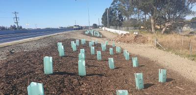 GEOmasta Plant Guards & Stakes for Major Sydney Road Project